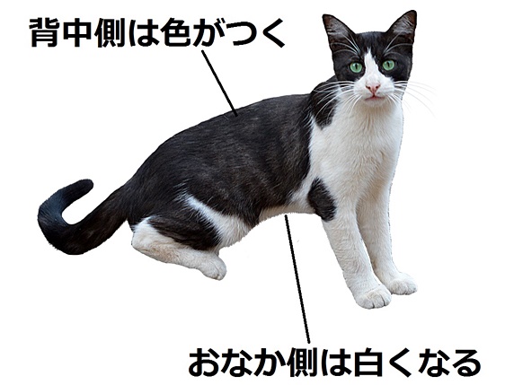 白黒猫は白が多いほど人懐こい！？白黒猫の性格や特徴