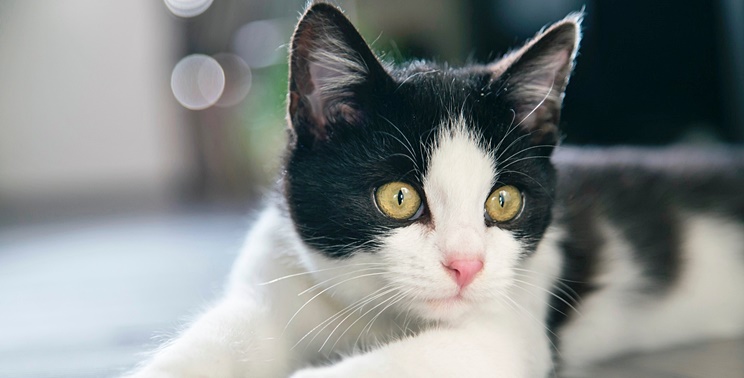 白黒猫は白が多いほど人懐こい 白黒猫の性格や特徴