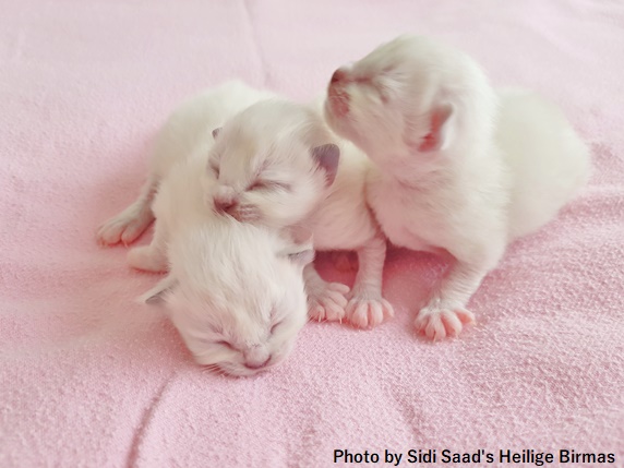 生まれたての3匹の白い子猫