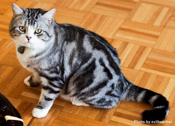 ハチワレ、くつした柄のクラシックタビー猫