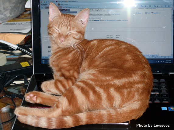 パソコンの上に座る茶トラと同じ毛色の猫
