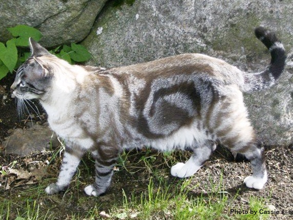 岩場を散歩するグレーシルバーのクラシックタビー猫