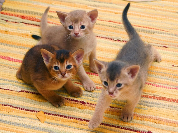毛色が異なるアビシニアンの子猫たち
