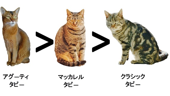 猫の縞模様と遺伝の関係を比較