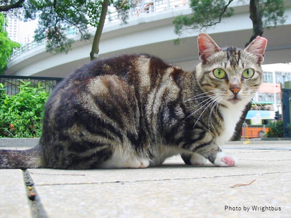 アビシニアンも縞模様！？アメショなど縞模様の猫の性格や特徴