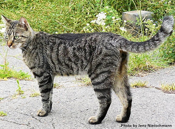 アビシニアンも縞模様！？アメショなど縞模様の猫の性格や特徴