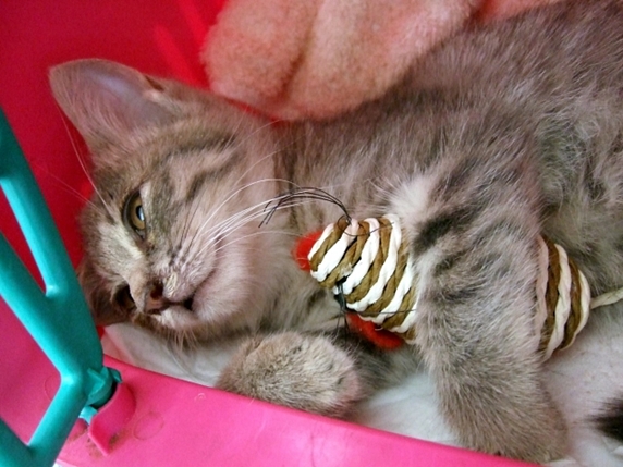 ピンクのキャリーの中でおもちゃを片手に寝転ぶ猫