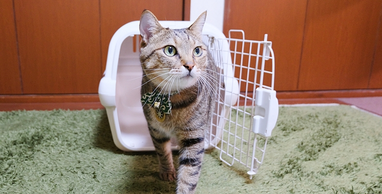 猫もキャリートレーニングを 通院や災害時に備えて 成猫からでも間に合います