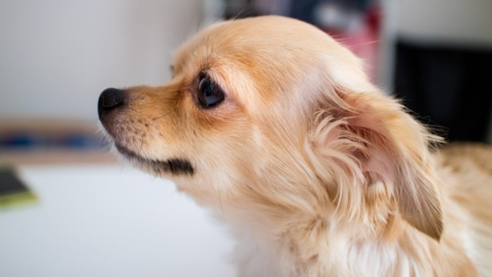 犬の 怖がり ビビり犬 は克服できる 原因と対処法を行動学専門獣医師が解説