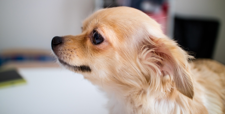 犬の 怖がり ビビり犬 は克服できる 原因と対処法を行動学専門獣医師が解説