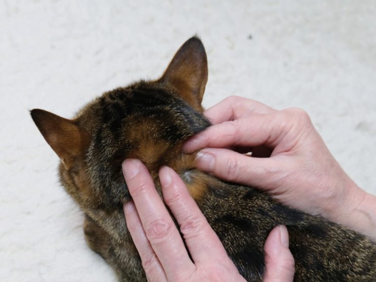 猫の首の後ろの毛をかきわける