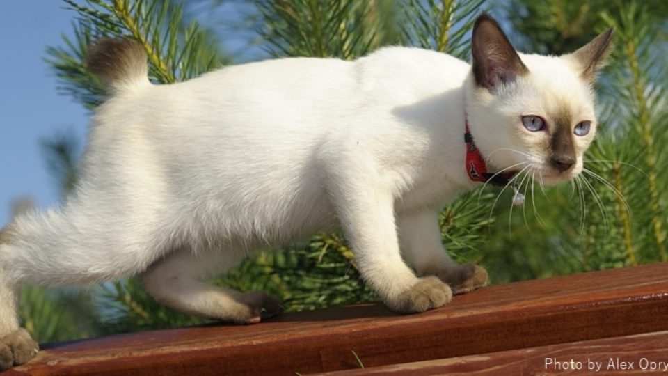猫のシャム柄 ポインテッド は世にも不思議な模様 シャム柄猫の性格や特徴