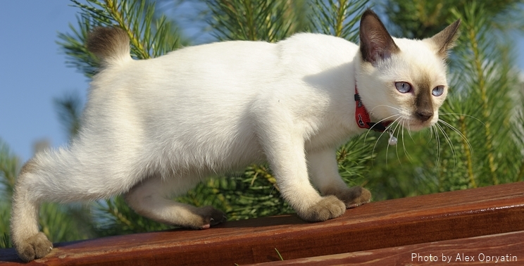 猫のシャム柄 ポインテッド は世にも不思議な模様 シャム柄猫の性格や特徴