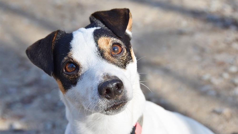 子犬の甘噛み 他の犬と仲良くできない よくある犬のしつけq A ドッグトレーナー連載