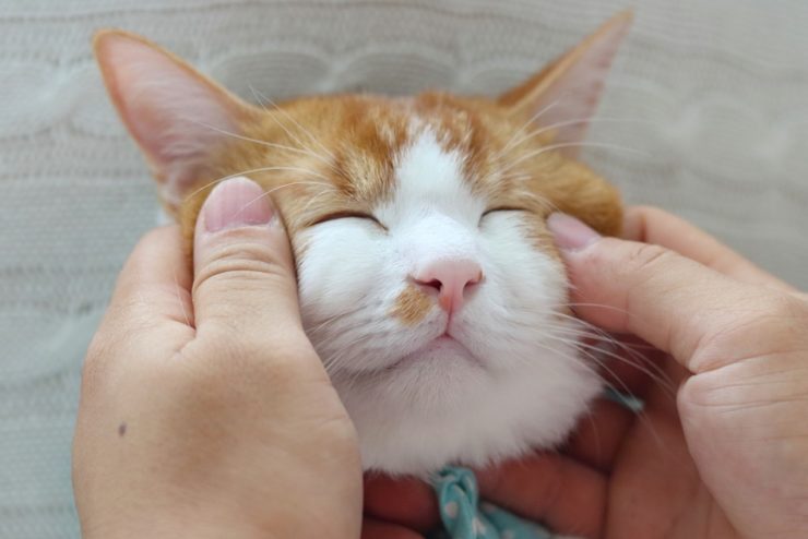 顔をマッサージされ目を細める猫