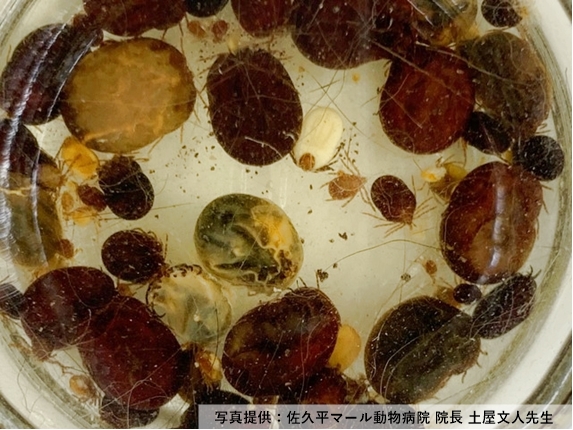 動物病院で取られ瓶に保存されているマダニ