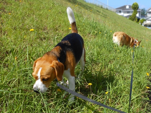 原っぱで散歩するビーグル犬