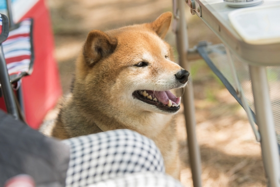 キャンプで飼い主の横に座る柴犬