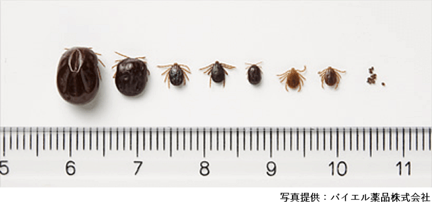いろいろなサイズのフタトゲチマダニ(バイエル薬品株式会社提供)