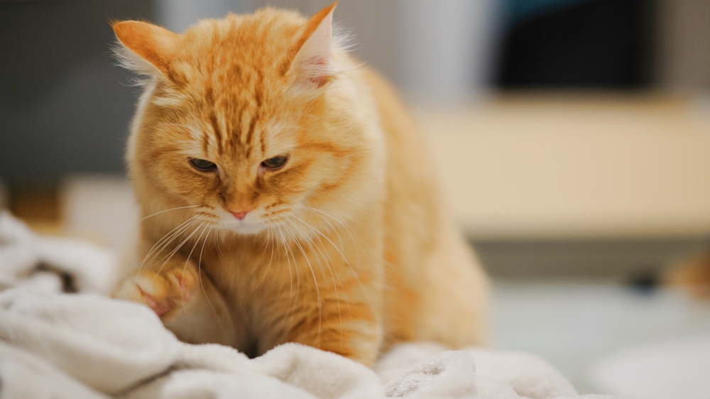猫が ふみふみ スリスリ する理由は 行動学の専門獣医師が解説