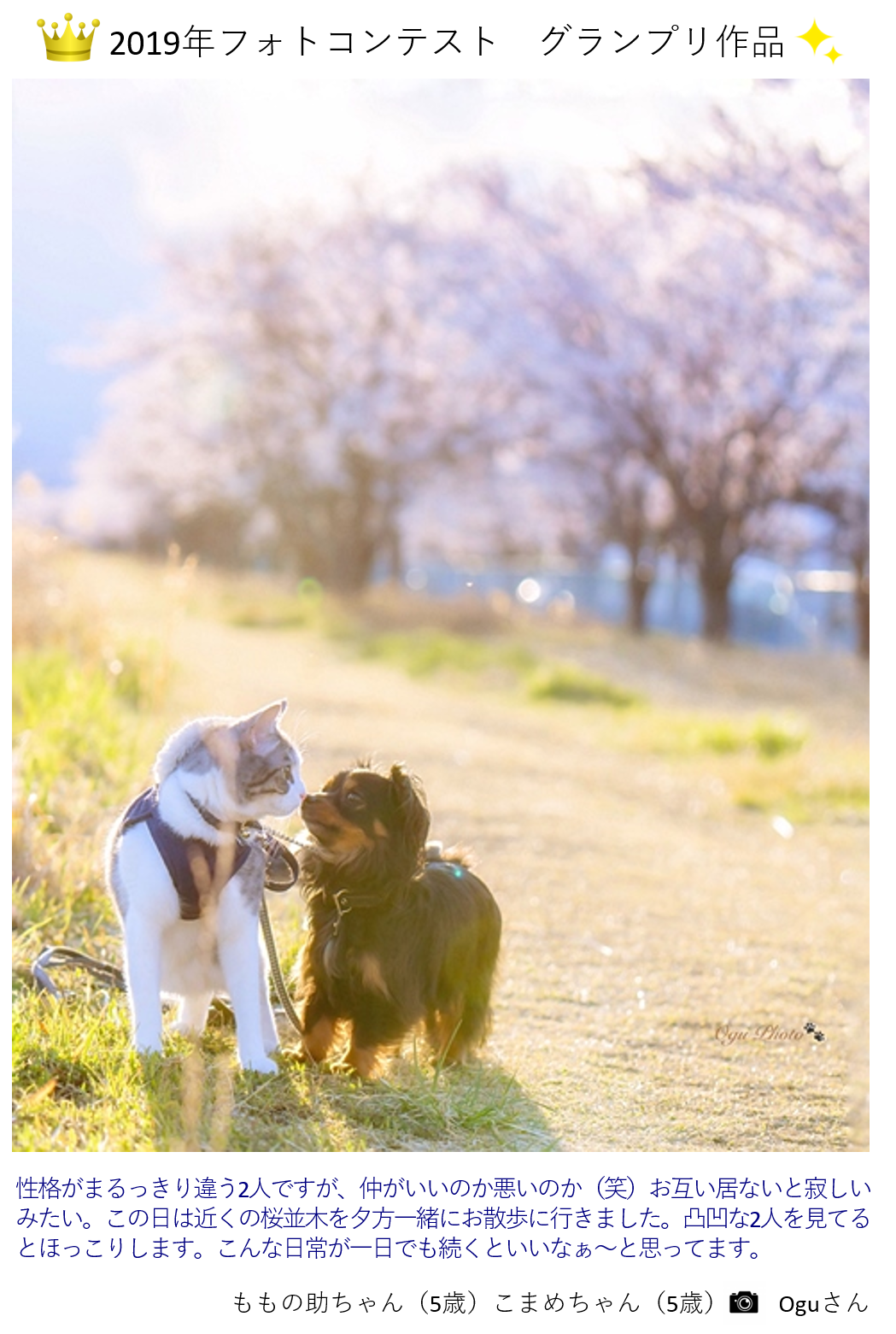 Petlivesフォトコンテストvol 8 愛犬 愛猫の 幸せな瞬間 を募集します 応募は締め切りました