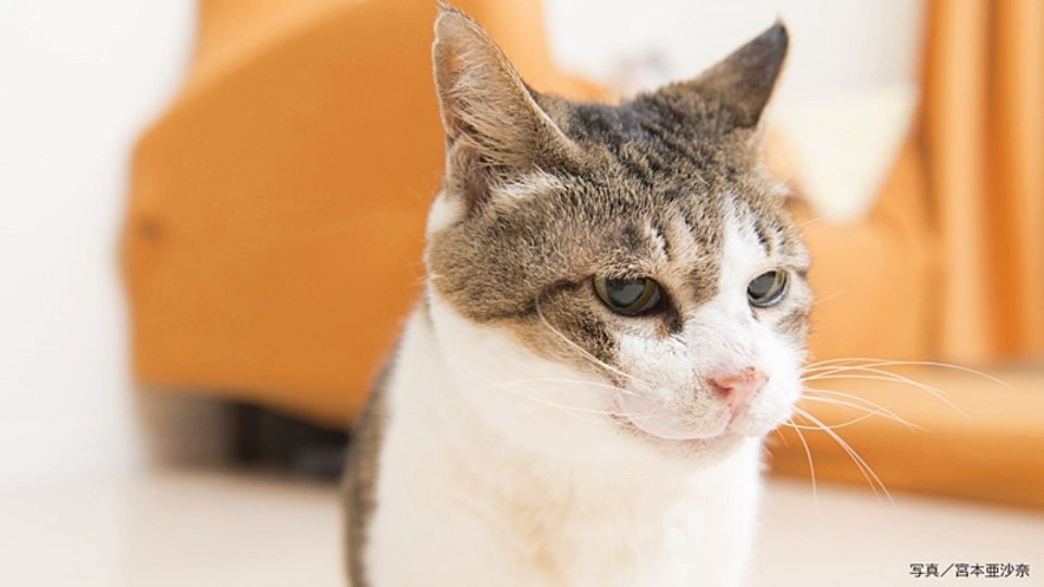 自宅でペットを弔う 移動火葬車 で愛猫を見送って