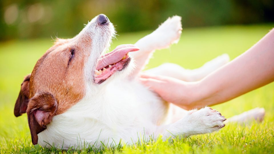 犬が 穴掘り をするのはなぜ ６つの理由を行動学の専門獣医師が解説