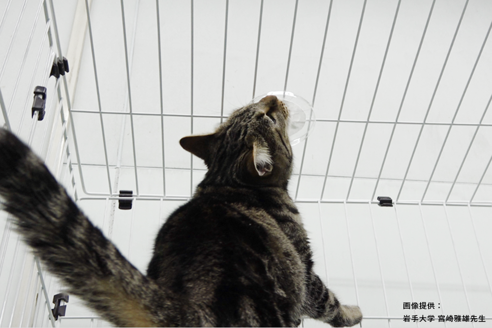 猫のネペタラクトールへのすりつけ反応（天井）