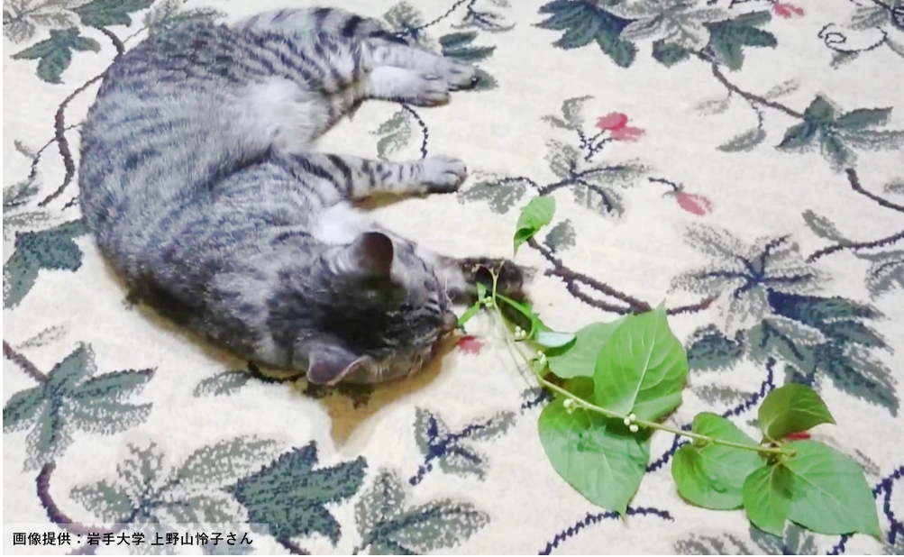 サバトラ猫とマタタビの葉