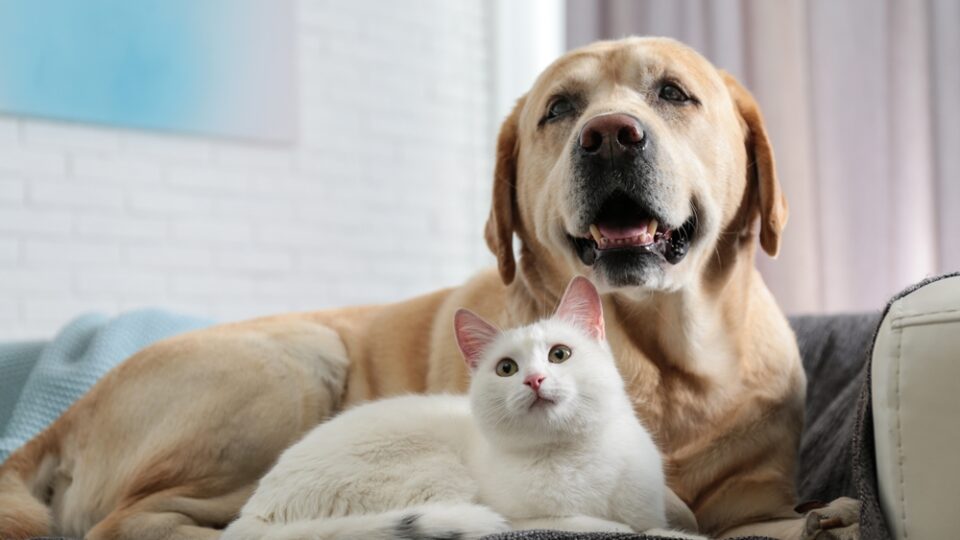 後悔しない動物病院の選び方とは？飼い主・獣医師・動物看護師のチームで犬猫の健康を守る！