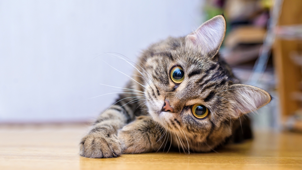 プレゼント【猫の日】ありがとうキャンペーン ※応募は締め切りました