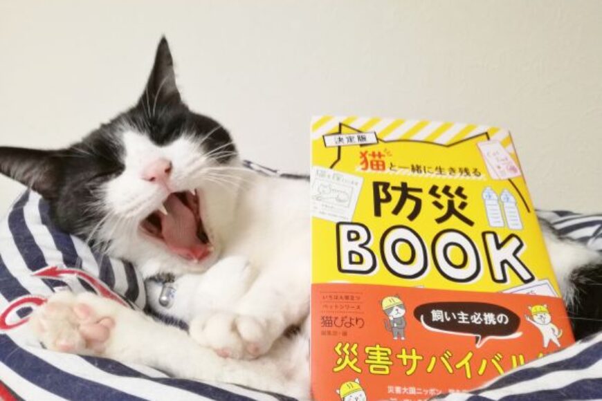 筆者の著書「猫と一緒に生き残る防災BOOK」と寝転んであくびをするハチワレの愛猫